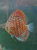 Дискус Туркис Красный (Discus Turkis Red)