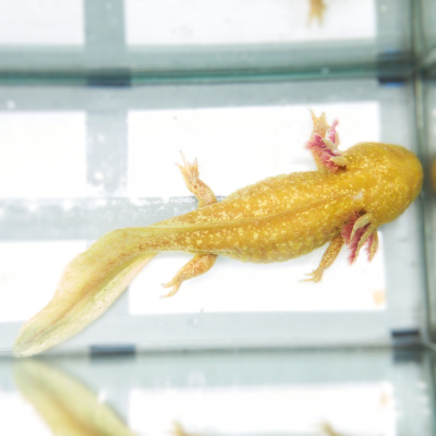 Аксолотль Золотой Дракон, M Ambystoma mexicanum