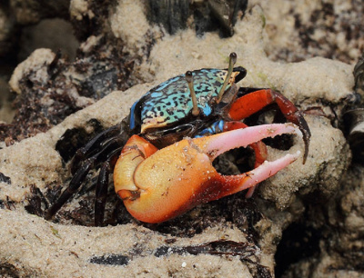 картинка Краб Манящий  от магазина