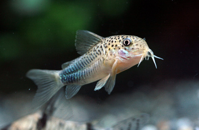 Коридорас Симилис Corydoras similis
