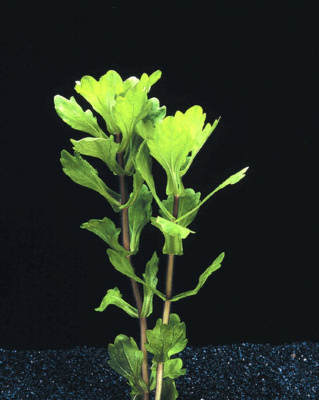 Дубок Мексиканский  Полосатый, шт