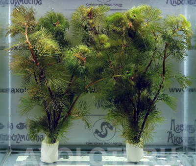 Кабомба Красная, с грузом