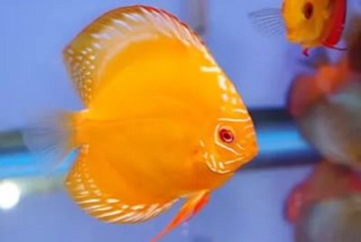 Дискус Мальборо Золотой  Symphysodon