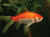 Комета Красно-Белая (SM) Carassius auratus