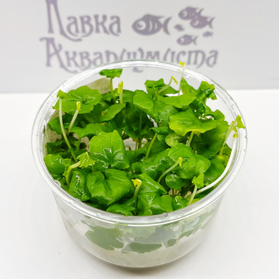 Кардамин лирата (меристемное растение), ф60х40 мм