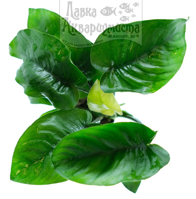 Анубиас Бартера Баттерфляй, в горшочке