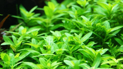 Стаурогин Репенс, шт Staurogyne repens