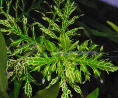 Синема Узорчатая Вайс-Грюн, с грузом