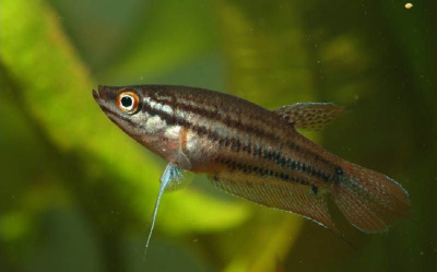 Гурами Ворчащий Trichopsis vittata
