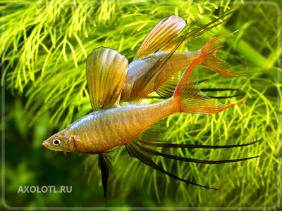 Ириатерина Вернера Iriatherina werneri