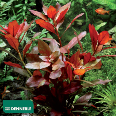 Людвигия Ползучая Рубин, в горшочке