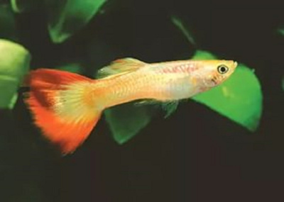 Гуппи Фламинго самцы Poecilia reticulata Гуппи Фламинго самцы Poecilia reticulata