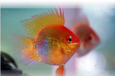 Апистограмма Рамирези Баллон ЗОЛОТАЯ Microgeophagus ramirezi