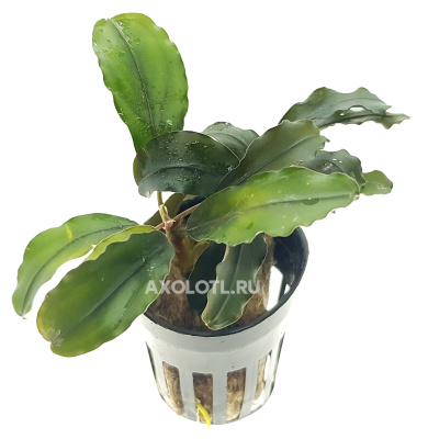 Буцефаландра Тейя, в горшочке Буцефаландра Тейя, в горшочке