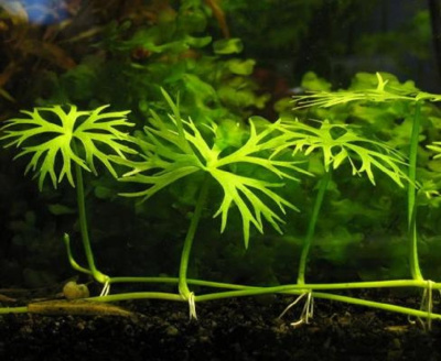 Лютик Водный, шт