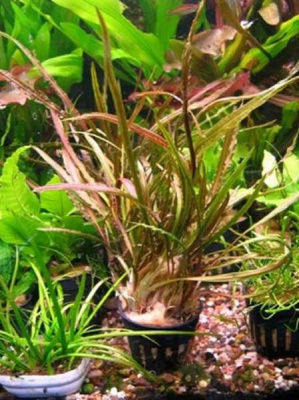 Криптокорина Обратноспиральная, с грузом Криптокорина Обратноспиральная, с грузом