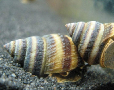 картинка Улитка Тайя Пианино от магазина