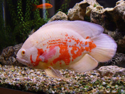 Астронотус Альбино Ред (L) Astronotus ocellatus