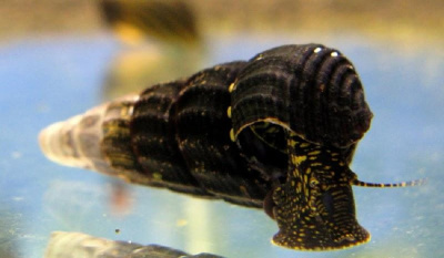 Улитка Тиломелания Жёлтые хлопья