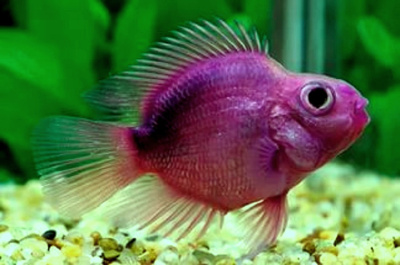 Попугай Фиолетовый, M