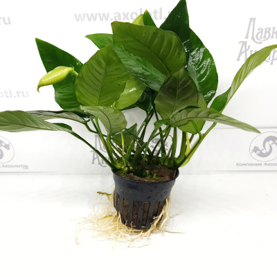 Анубиас Бартера Полосатый, шт