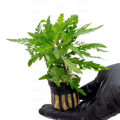 Гигрофила Перистонадрезанная, в горшочке