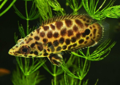 Ктенопома Леопардовая Ctenopoma acutirostre
