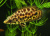Ктенопома Леопардовая Ctenopoma acutirostre
