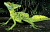 Basiliscus plumifrons