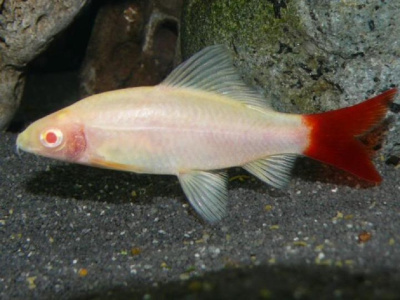 Лабео Зелёный (Альбино), M Epalzeorhynchus frenatus