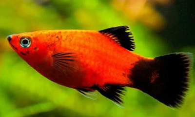 Пецилия Красная Чернохвостая