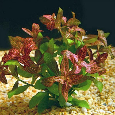 Hygrophila 'Rosa Nervis'