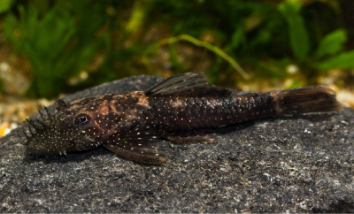 картинка Анциструс Звездчатый Пуэрто Аякучо от магазина