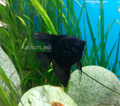 Скалярия Черный Бархат, ML