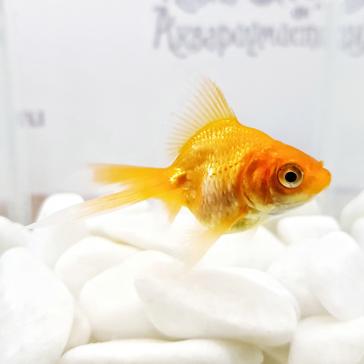 Риукин Красный (SM) Carassius auratus Риукин Красный (SM) Carassius auratus