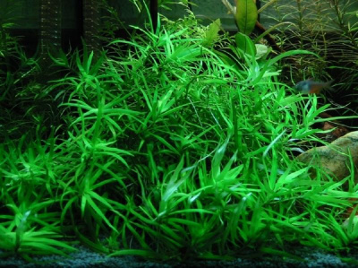 Гетерантера Остролистная, с грузом