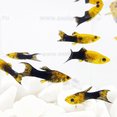 Моллинезия Черно-Золотая Лира Моллинезия Черно-Золотая Лира