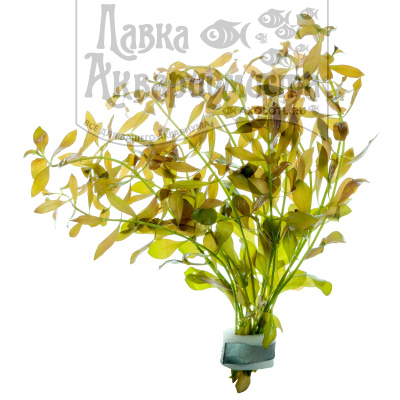 Людвигия Гландулоза, с грузом