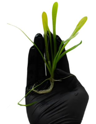 Саггитария Широколистная, шт