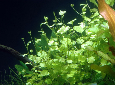 Кардамин, с грузом