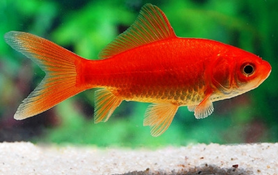 Комета Красная (SM) Carassius auratus