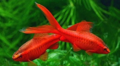 Барбус Вишнёвый Вуалевый Barbus titteya