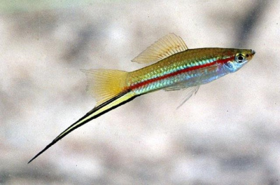 Меченосец Зеленый Меченосец Зеленый