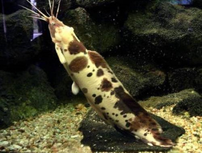 Сом Клариас