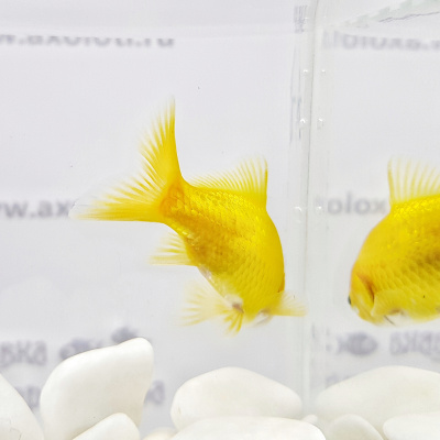 Комета Лимонная (SM) Carassius auratus