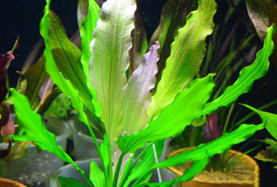 Эхинодорус Уругвайский, с грузом