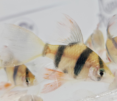 Барбус Суматранский Вуалевый Barbus tetrazona