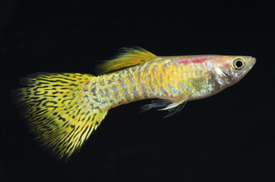 Гуппи Кобра Золотая самцы  Poecilia reticulata