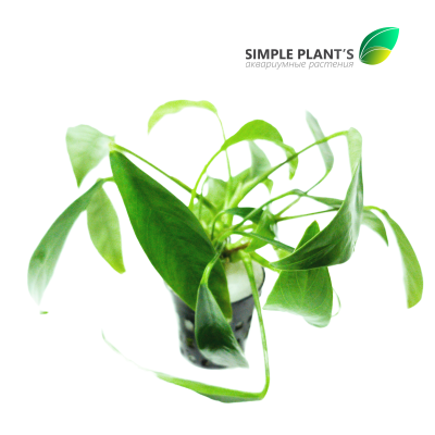 Анубиас Конгенсис 3 шт, в горшочке