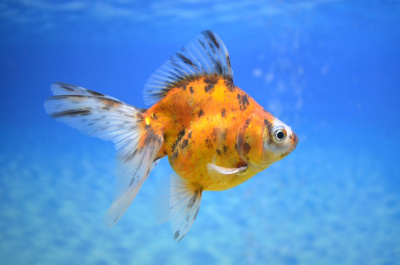 Риукин Ситцевый (SM)   Carassius auratus